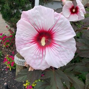 Meet your Posher, My Favorite Finds